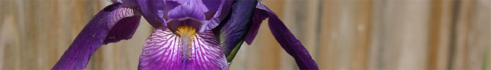 Holly Witteman random header image